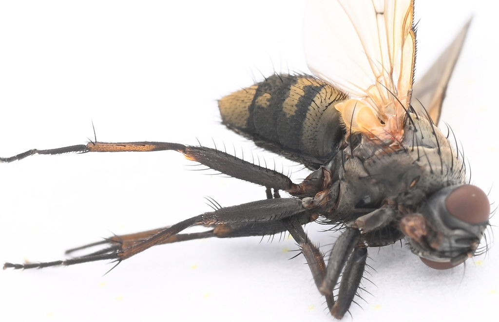 Helina exilis