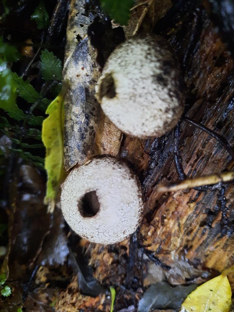 Lycoperdon compactum · July 2025 · photo: © maxxrandomnumbers (iNaturalist, cc0)