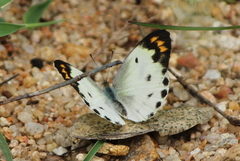 Colotis aurora