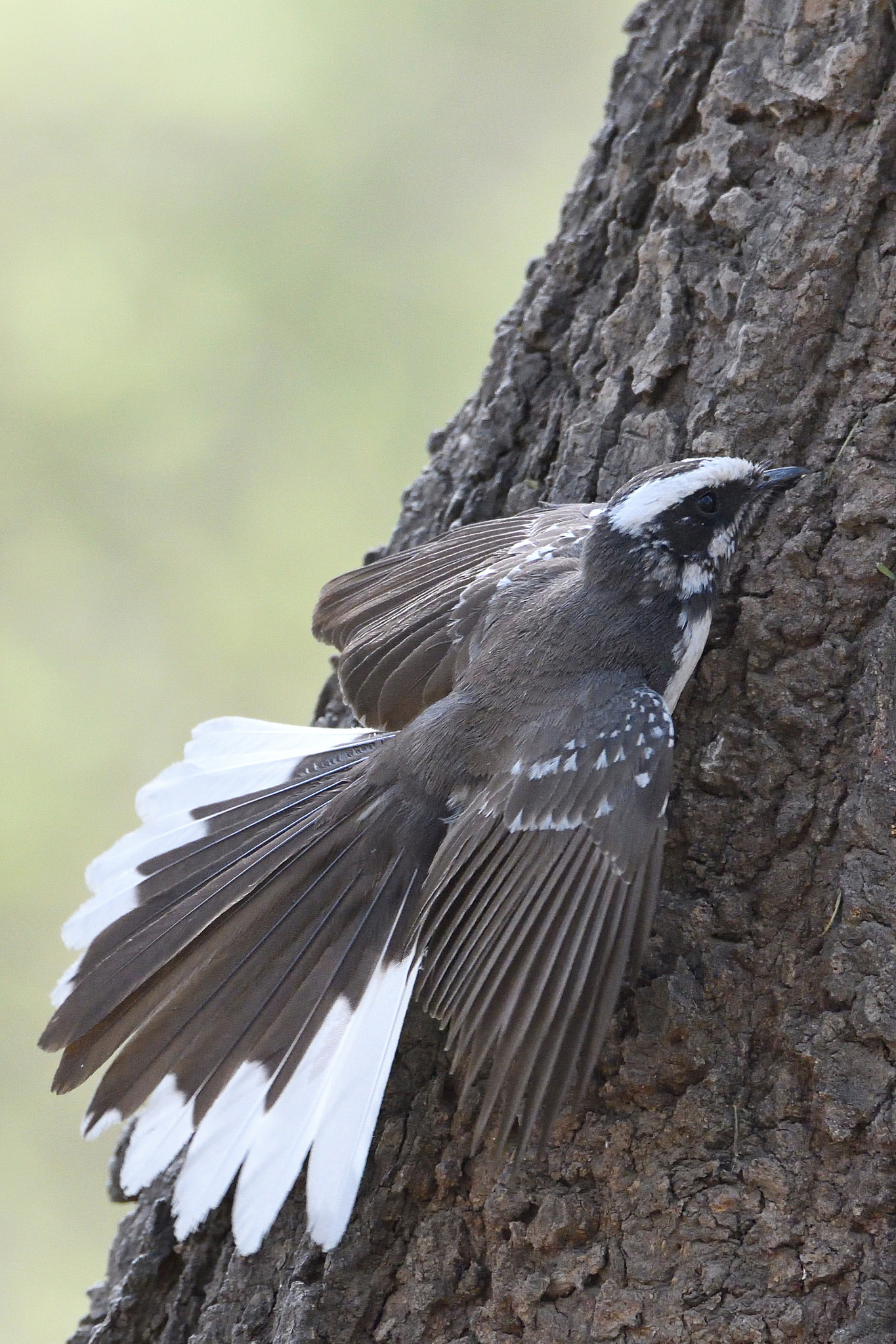 White-browed Fantail