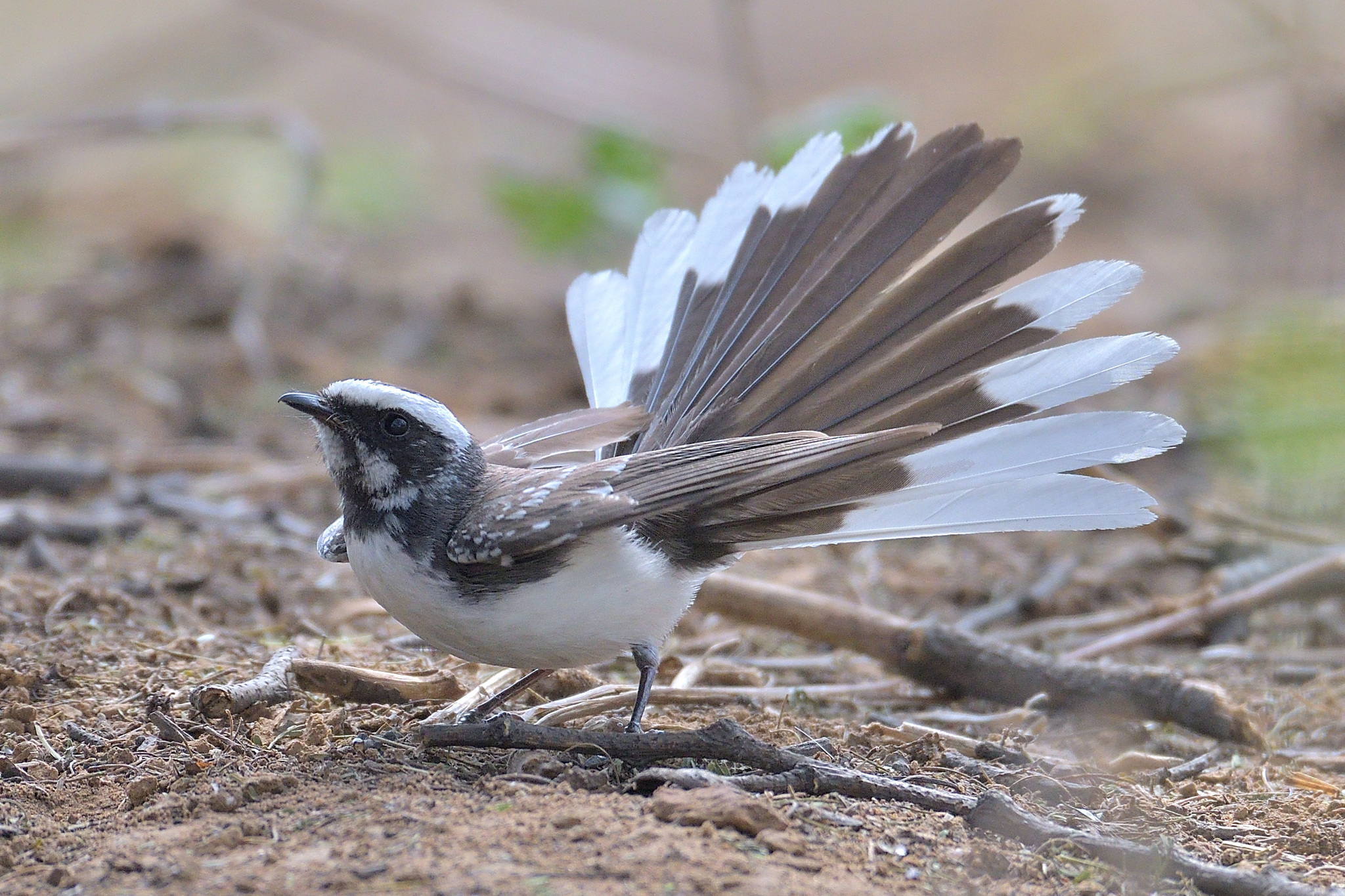 White-browed Fantail