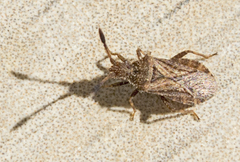 Strobilotoma typhaecornis