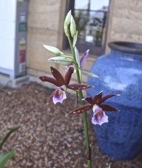Phaius australis