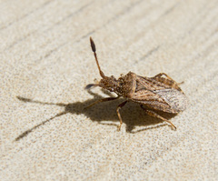 Strobilotoma typhaecornis