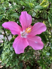 Hibiscus rosa-sinensis