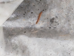 Helicorthomorpha holstii