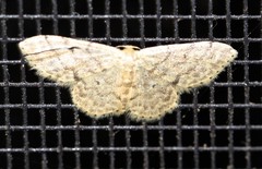 Idaea pilosata