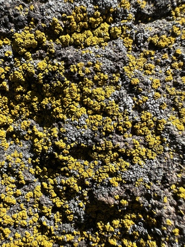 iNaturalist observation photo of Sagebrush Goldspeck Lichen