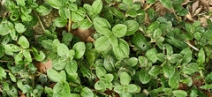 Spermacoce alata