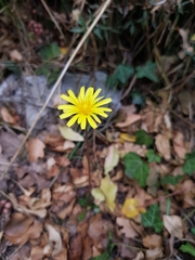 Taraxacum hybernum