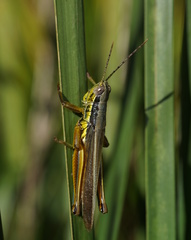 Bermius odontocercus