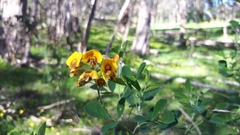 Goodia medicaginea