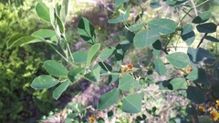 Goodia medicaginea