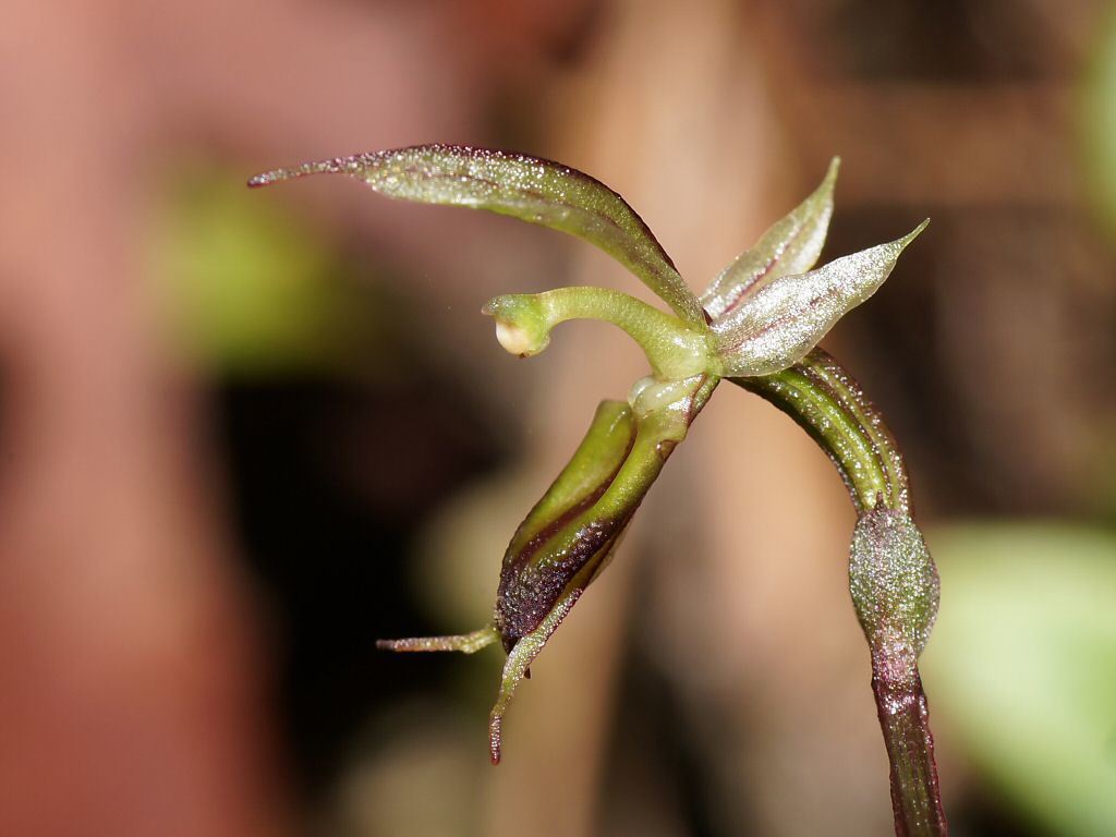 large mosquito-orchid