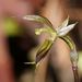 Large Mosquito-Orchid - Photo (c) Reiner Richter, some rights reserved (CC BY-NC-SA), uploaded by Reiner Richter