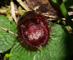 Corybas fimbriatus
