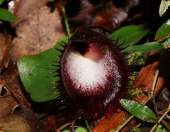 Corybas hispidus