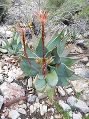 Aloe comptonii