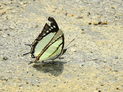 Polyura dolon