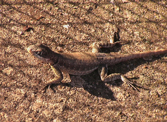 Tropidurus catalanensis