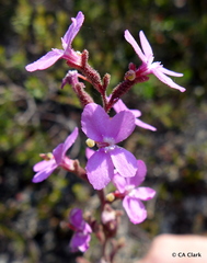 Stylidium armeria