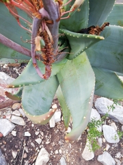 Aloe comptonii