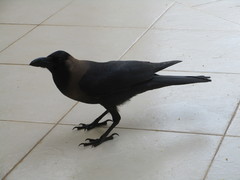 Corvus splendens