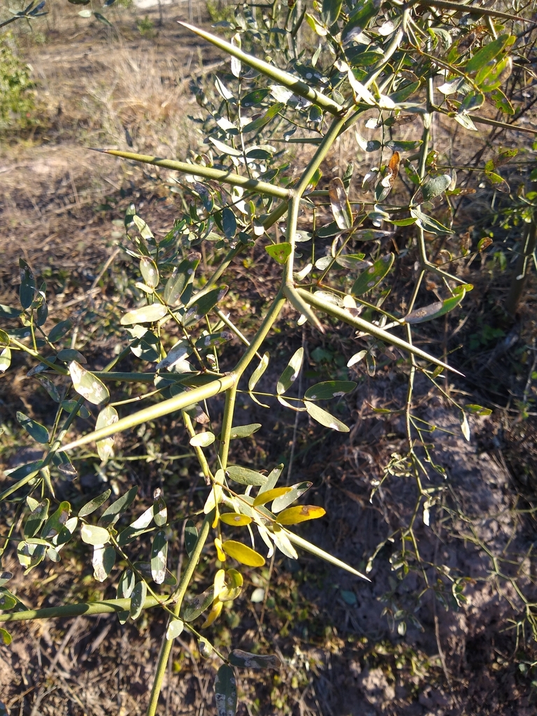 Prosopis ruscifolia Griseb. 4