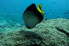 Chaetodon decussatus