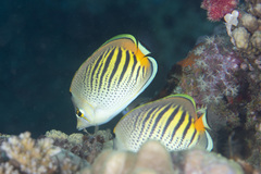 Chaetodon pelewensis