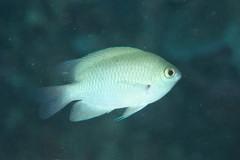 Pomacentrus callainus