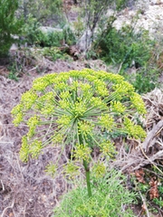 Notobubon tenuifolium