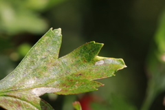 Phyllocoptes goniothorax