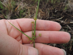 Cyperus sphaerospermus