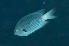 Pomacentrus flavioculus