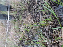 Cyperus sphaerospermus