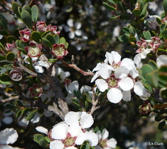 Leptospermum glaucescens