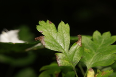 Phyllonorycter oxyacanthae