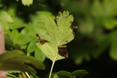 Phyllonorycter oxyacanthae