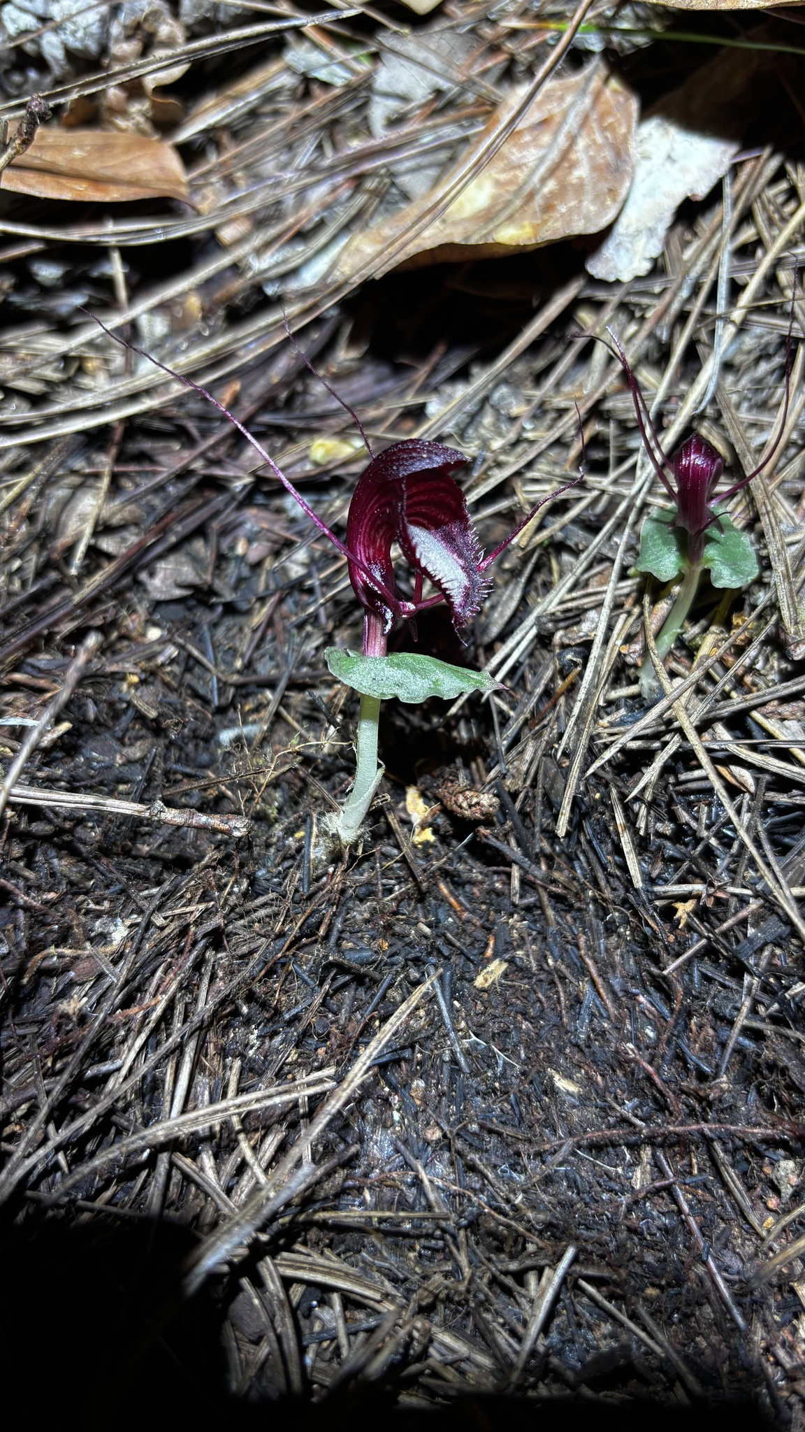 Corybas annamensis (Corybas annamensis)