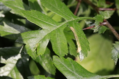 Phyllonorycter oxyacanthae