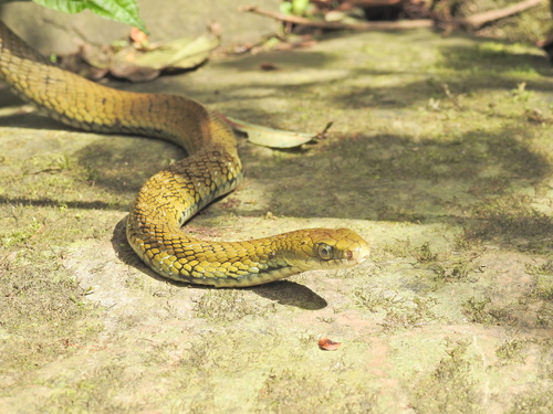 Photo of a Mock Cobra (Pseudoxenodon macrops)