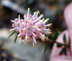 Trochocarpa cunninghamii