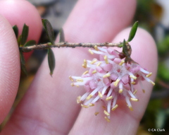 Trochocarpa cunninghamii