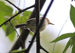 Orthotomus sepium
