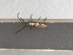 Batocera rufomaculata