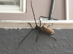 Batocera rufomaculata