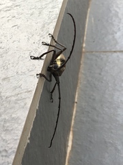 Batocera rufomaculata