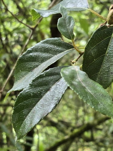Actinidia rufa