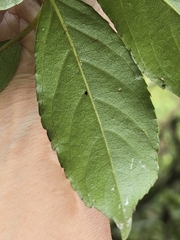 Actinidia rufa, photograph (c) 賴碧珠, some rights reserved (CC BY)